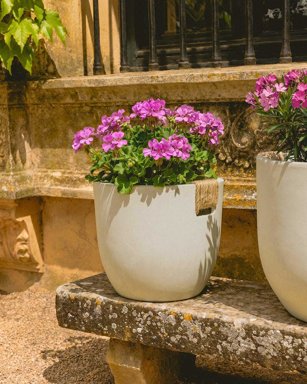 Set of 2 low Fitonia cement planters